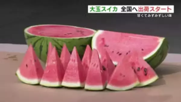 『大玉スイカ』全国へ！　甘くてみずみずしい「旬の味」の出荷始まる　熊本市北区