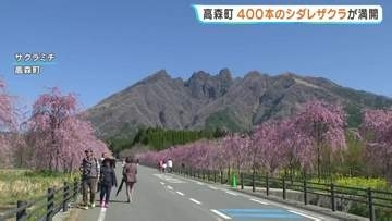 400本の満開の枝垂れ桜　熊本地震や豪雨災害への支援に感謝　熊本・高森町