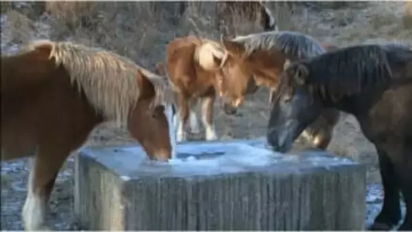 水飲み場が凍り付いた放牧牛馬は・・・阿蘇草千里の冷え込み　熊本