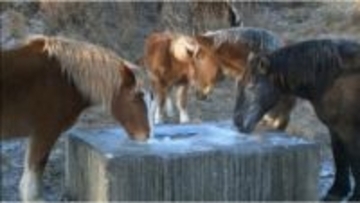 水飲み場が凍り付いた放牧牛馬は・・・阿蘇草千里の冷え込み　熊本