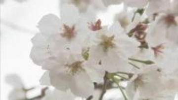 サクラの開花予想（2月26日発表）日本気象協会とウェザーマップで数日の違いあり　【全国の開花予想一覧】