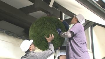 『れいざん』で馴染みの山村酒造に真新しい杉玉　新酒「生酒」「にごり酒」完成を告げる　熊本