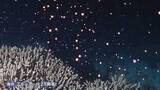 「漆黒の海中に咲くピンクの “花” その正体は サンゴの産卵 「1週間潜り続けて」わずか15分の光景　熊本・天草市」の画像1