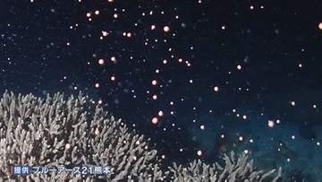 漆黒の海中に咲くピンクの “花” その正体は サンゴの産卵 「1週間潜り続けて」わずか15分の光景　熊本・天草市