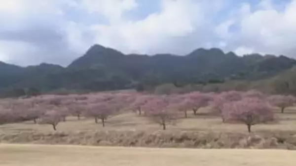 山肌がピンク色に 早咲きの河津桜約5000本が見頃　熊本県南阿蘇村