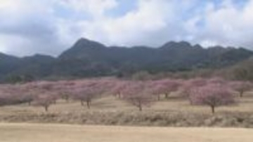 山肌がピンク色に 早咲きの河津桜約5000本が見頃　熊本県南阿蘇村