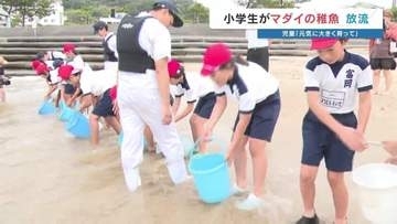 生徒が育てたマダイなどの稚魚1200匹を海へ 小学生と笑顔の放流「元気に大きく育って」　天草拓心高校