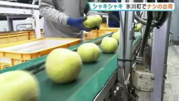 「シャキッ、じゅわっ！」甘～いナシ“幸水”の出荷はじまる　熊本・氷川町