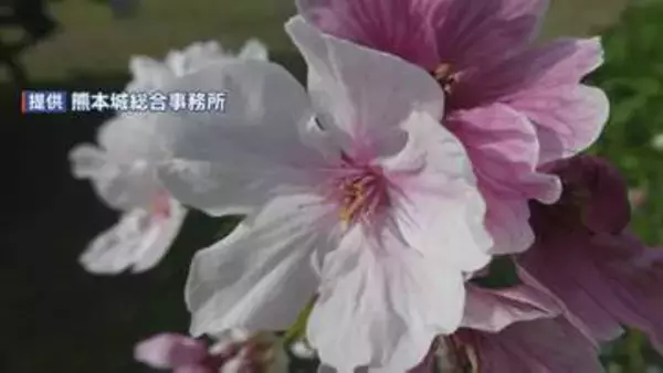新種のサクラ 名前は「八十姫(やそひめ)」が"圧倒的な得票率"＜熊本城＞　2027年春に世界が認める“新品種”を目指す