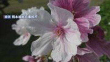 新種のサクラ 名前は「八十姫(やそひめ)」が"圧倒的な得票率"＜熊本城＞　2027年春に世界が認める“新品種”を目指す