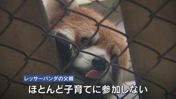 【独自】秋の一般公開まで待てない！"レッサーパンダの赤ちゃん”を熊本市動植物園が少しだけ見せてくれました！
