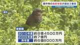 「熊本県内の農作物「約6億8000万円分」が野生鳥獣の被害に　九州全体でヒヨドリの被害増加」の画像1