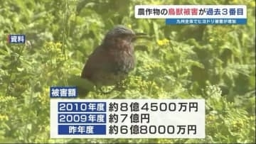 熊本県内の農作物「約6億8000万円分」が野生鳥獣の被害に　九州全体でヒヨドリの被害増加