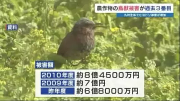 熊本県内の農作物「約6億8000万円分」が野生鳥獣の被害に　九州全体でヒヨドリの被害増加