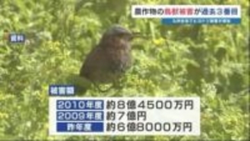 熊本県内の農作物「約6億8000万円分」が野生鳥獣の被害に　九州全体でヒヨドリの被害増加