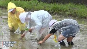 籾から育てた苗、1本1本丁寧に　小学生が昔ながらの田植え体験　コメ作りで農業の大切さ学ぶ　熊本・天草