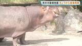 「動物たちはみんな無事！　レッサーパンダの赤ちゃんも元気　熊本市動植物園が営業再開」の画像1