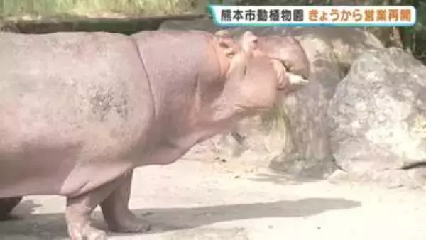 動物たちはみんな無事！　レッサーパンダの赤ちゃんも元気　熊本市動植物園が営業再開