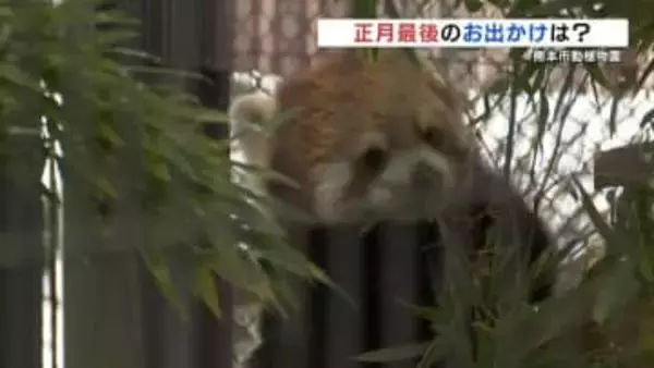 どこに行く? 正月最後の日曜日  熊本市動植物園ではレッサーパンダ人気 「正月らしい思い出つくれた」