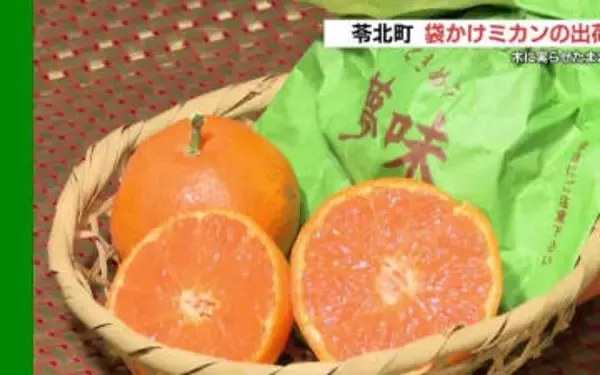 木の上であま～く熟成「袋かけミカン」の出荷始まる　熊本県苓北町