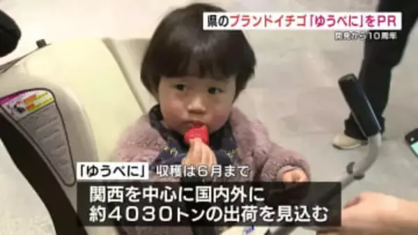 甘みも酸味もおいしい一粒、おひとつどうぞ　熊本のブランドイチゴ「ゆうべに」10周年をPR