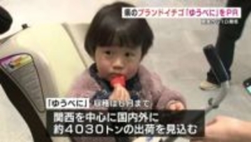 甘みも酸味もおいしい一粒、おひとつどうぞ　熊本のブランドイチゴ「ゆうべに」10周年をPR