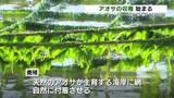 「味噌汁や天ぷらに…八代海から“春の便り”　海藻アオサの収穫始まる　熊本県天草市」の画像1