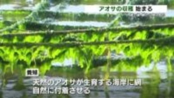 味噌汁や天ぷらに…八代海から“春の便り”　海藻アオサの収穫始まる　熊本県天草市