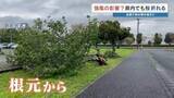 「桜の木、全国で相次いで倒れる　熊本市でも強風影響か」の画像1