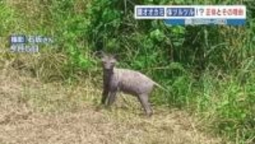 『顔はオオカミ 身体はツルツル』ヘンテコ動物の正体は…人間のせい？　熊本・秋津川＜2025年アーカイブス＞