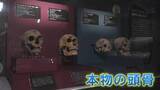 「【日本初上陸】"ネアンデルタール人とクロマニョン人の本物の頭骨" 「氷河期展 人類が見た4万年前の世界」 福岡県太宰府市の九州国立博物館」の画像1