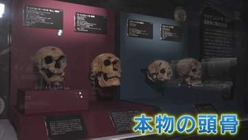 【日本初上陸】"ネアンデルタール人とクロマニョン人の本物の頭骨" 「氷河期展 人類が見た4万年前の世界」 福岡県太宰府市の九州国立博物館