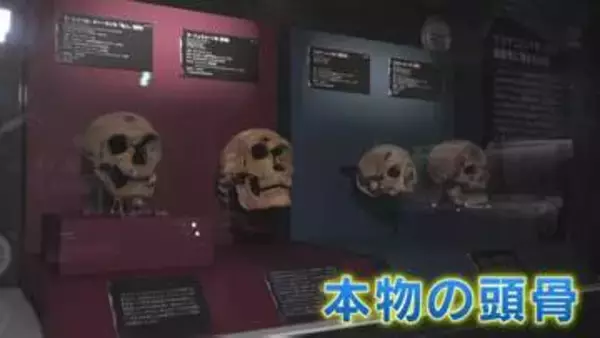 【日本初上陸】"ネアンデルタール人とクロマニョン人の本物の頭骨" 「氷河期展 人類が見た4万年前の世界」 福岡県太宰府市の九州国立博物館