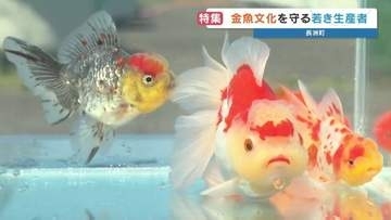 「時代が求める金魚を作る」老舗金魚店3代目の挑戦　江戸時代から続く金魚の街を守りたい　熊本・長洲町