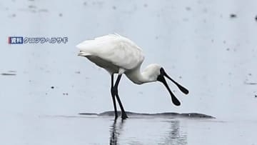 熊本県玉名市　死んだ野鳥・クロツラヘラサギから高病原性鳥インフルエンザウイルス確認　養鶏農家に注意喚起