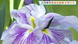 「"肥後花菖蒲"が見ごろ　名勝「松浜軒」の日本庭園を彩る　熊本・八代市」の画像1