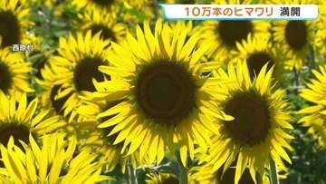 暗闇に浮かぶ10万本の満開ヒマワリ　10年前の熊本地震で被災した畑を彩る　熊本・西原村