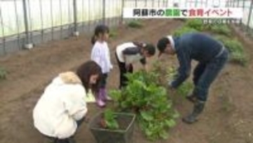 「サラダにして食べたい」　阿蘇の農園で野菜収穫の食育イベント　熊本