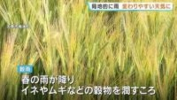 色づく麦、穂を揺らす暖かな風　「穀雨」の風景　熊本