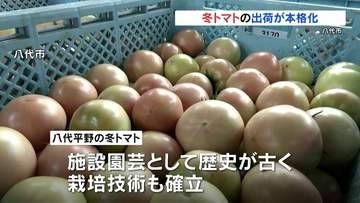 生産量日本一！　冬トマトの出荷始まる　熊本・八代市
