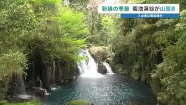 赤ちゃんもニッコリ！ 菊池渓谷が山開き 昨シーズンの来場者は5年前の3倍に　外国人観光客も絶賛する新緑の魅力