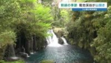赤ちゃんもニッコリ！ 菊池渓谷が山開き 昨シーズンの来場者は5年前の3倍に　外国人観光客も絶賛する新緑の魅力