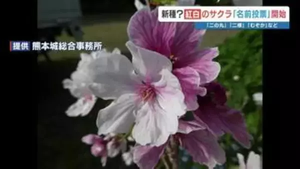 あなたも〝新種〟のサクラの名付け親？　熊本城で見つかった「紅白のサクラ」の名を投票開始！