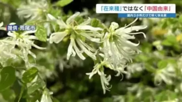 在来種と思っていた「トキワマンサク」が中国由来だった！？　レッドリストから削除・熊本県指定希少野生動植物を解除　それでも…