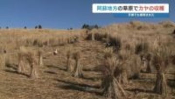 万博パビリオンにも採用「阿蘇のカヤ」収穫　“野焼き”のリスク軽減と農家の冬の収入源