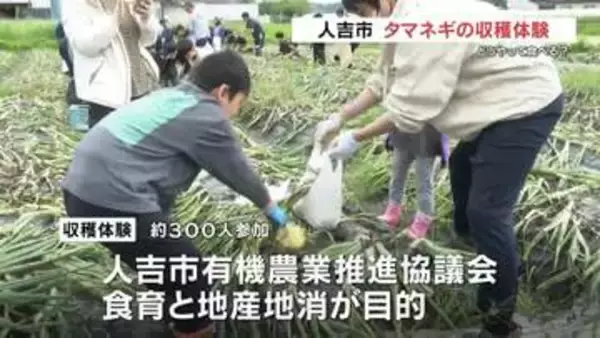 秋に植えた苗が大きく育ち　小学生たちが「タマネギの収穫体験」　熊本・人吉市