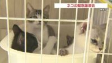 収容数超えピンチ! 熊本市でネコの緊急譲渡会