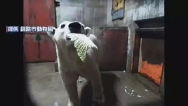 ホッキョクグマ「マルル」熊本→北海道 “1640キロの大移動”　到着後にハクサイやアジ食べる