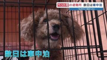 地震でペットも被災「最初はご飯食べなくて」　熊本県で30日間の一時預かり始まる　2026年熊本地震
