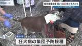 「注射なんて嫌だワン！　狂犬病の予防接種　4～6月は強化月間　熊本市　人への感染・発症でほぼ死亡」の画像1